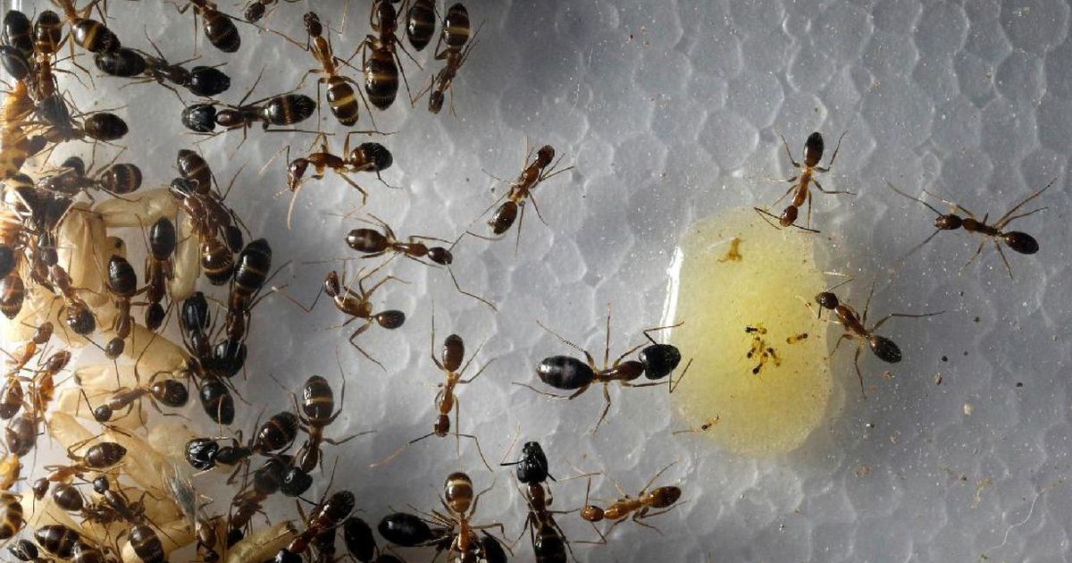 7 Cara Alami Membasmi Semut pada Tanaman Tanpa Bahan Kimia Berbahaya