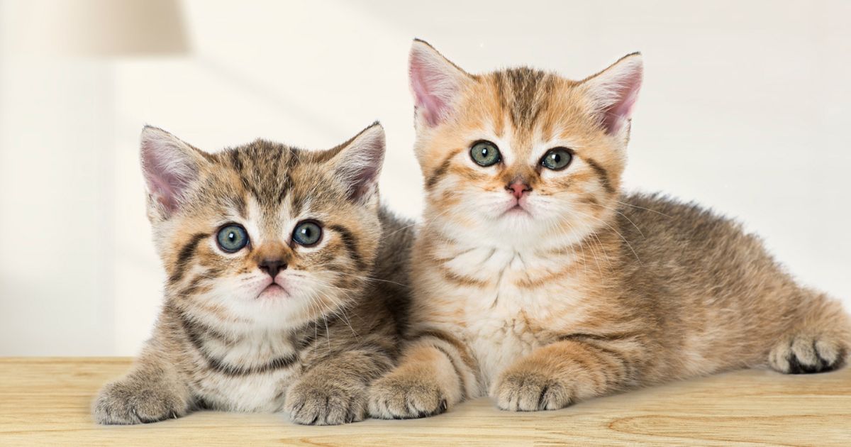 Waspada Toksoplasma pada Kucing: Kenali Gejala, Penyebab, dan Pengobatannya