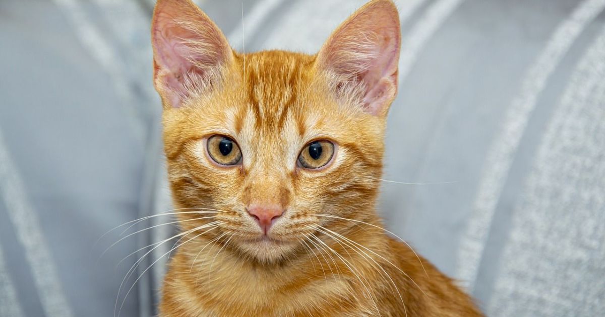 3 Rekomendasi Cat Cafe di Bogor, Destinasi Relaksasi Unik bagi Pecinta Kucing