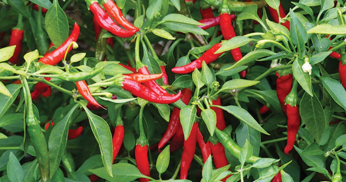 Panduan Praktis Menanam Cabai dari Biji agar Subur dan Cepat Berbuah