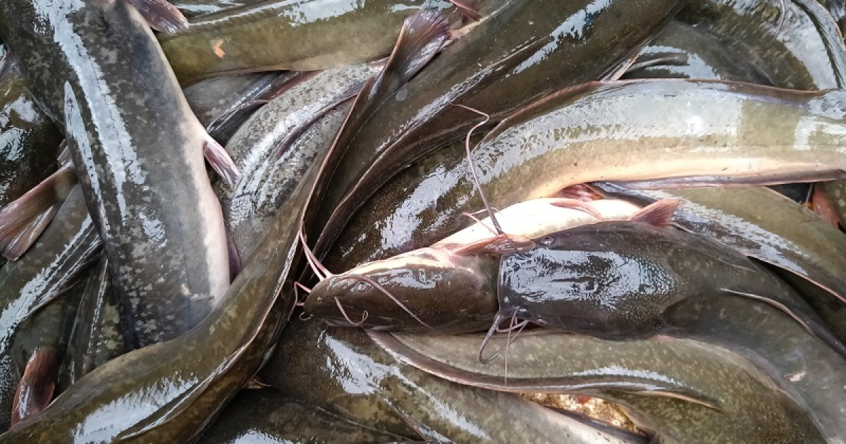 Strategi Budidaya Ikan Lele Kolam Terpal: Solusi Bisnis di Lahan Terbatas