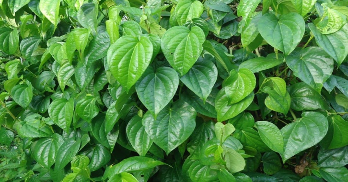 12 Manfaat Daun Sirih bagi Kesehatan dan Cara Tepat Mengolahnya