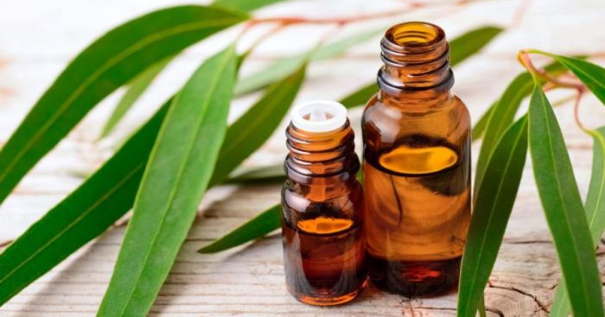 6 Manfaat Minyak Kayu Putih bagi Kesehatan dan Risiko yang Perlu Diwaspadai