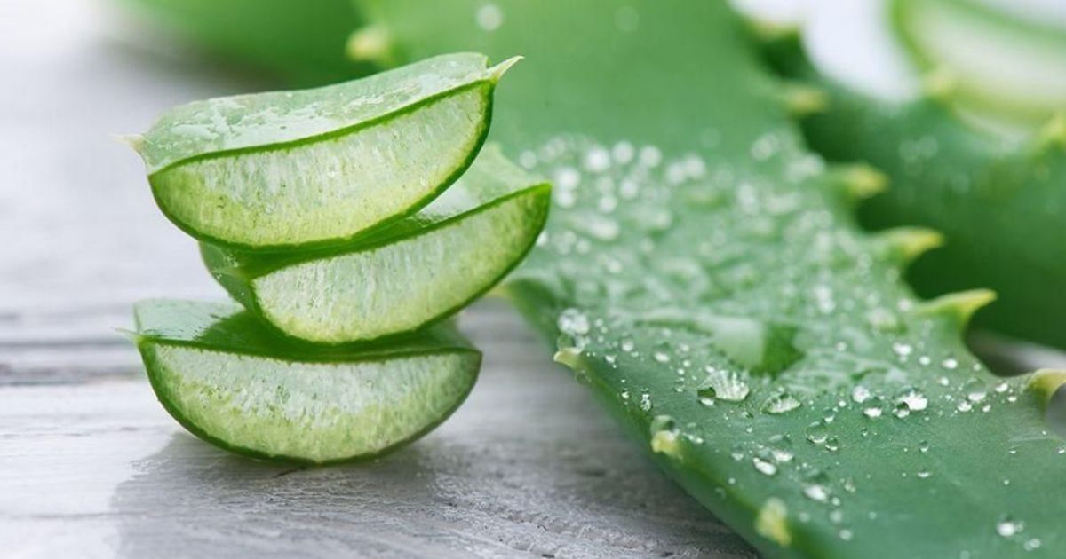 Ragam Manfaat Lidah Buaya bagi Kesehatan dan Risiko Efek Sampingnya