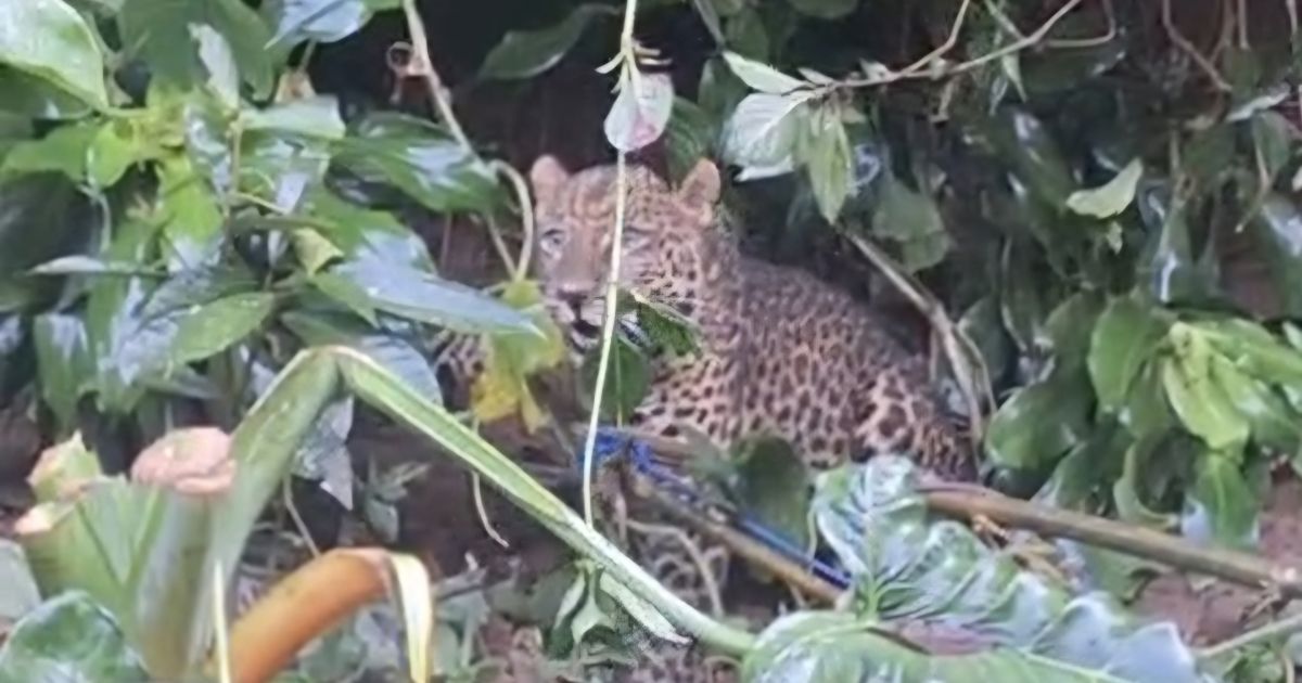 Geger ! Macan Tutul Masuk Pemukiman Warga Desa Tugu Selatan