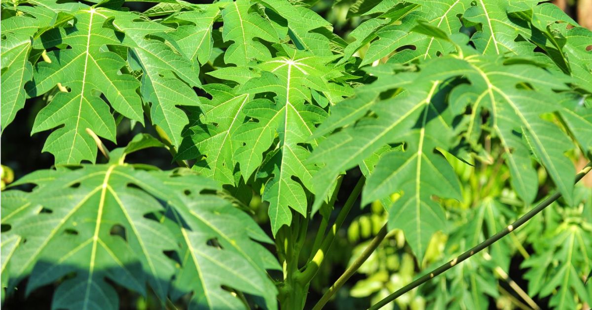 14 Manfaat Daun Pepaya bagi Kesehatan: Dari Atasi DBD hingga Kecantikan