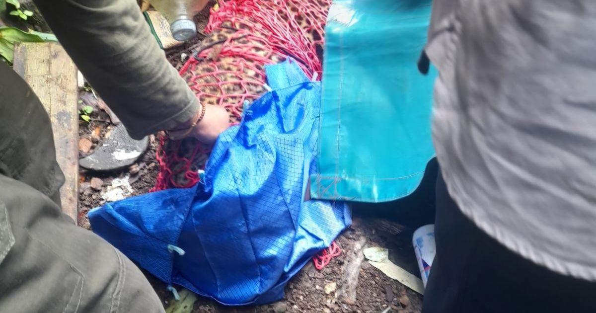 Macan Tutul Liar Turun ke Permukiman Gunung Mas, BKSDA Pastikan Bukan dari Taman Safari