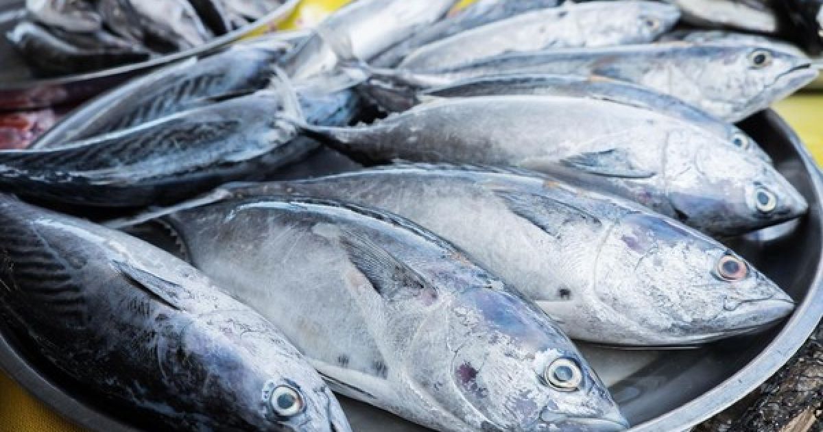 Kaya Protein dan Omega-3, Ini 5 Manfaat Ikan Tongkol bagi Kesehatan Kucing
