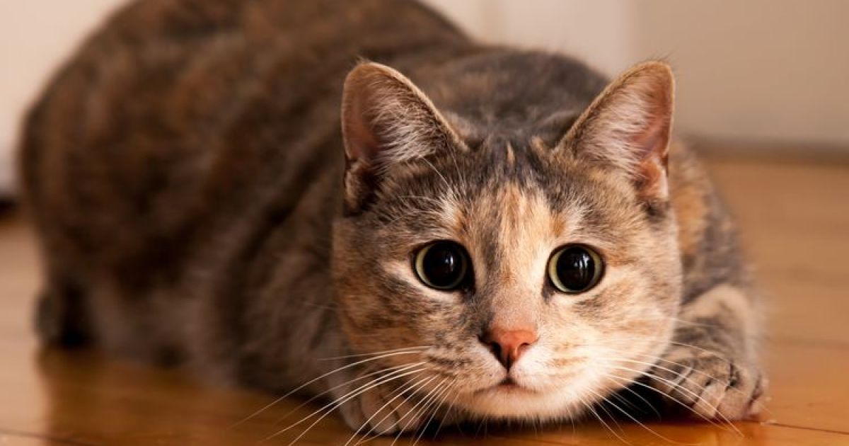 11 Cara Tepat Merawat Kucing bagi Pemula agar Tetap Sehat dan Aktif