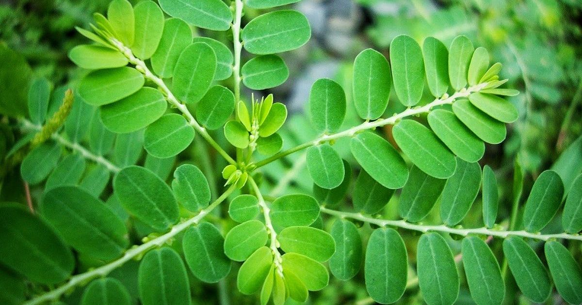 13 Manfaat Daun Kelor bagi Kesehatan yang Terbukti Secara Ilmiah