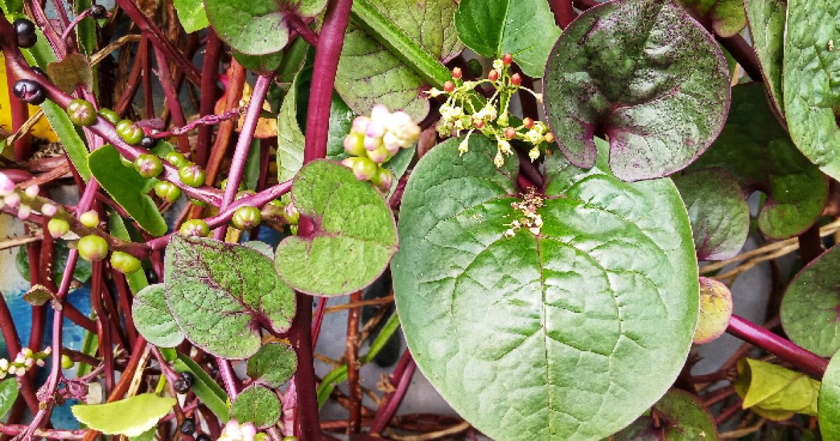 8 Manfaat Daun Binahong untuk Kesehatan: Dari Luka hingga Jantung