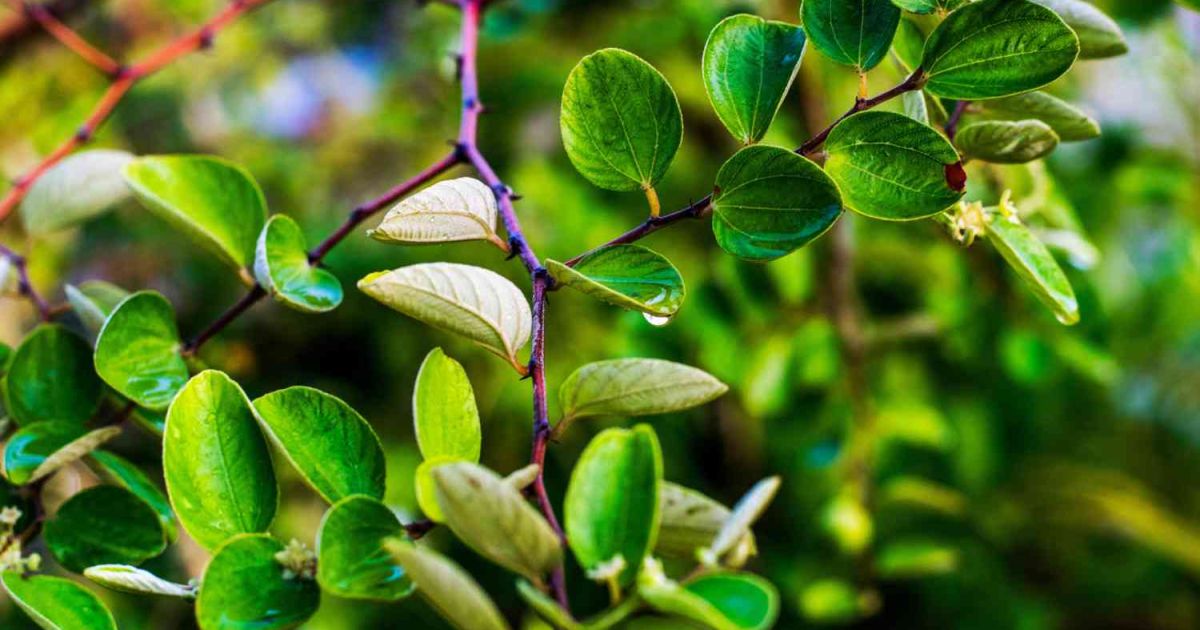 7 Manfaat Daun Bidara bagi Kesehatan: Dari Kolesterol hingga Insomnia