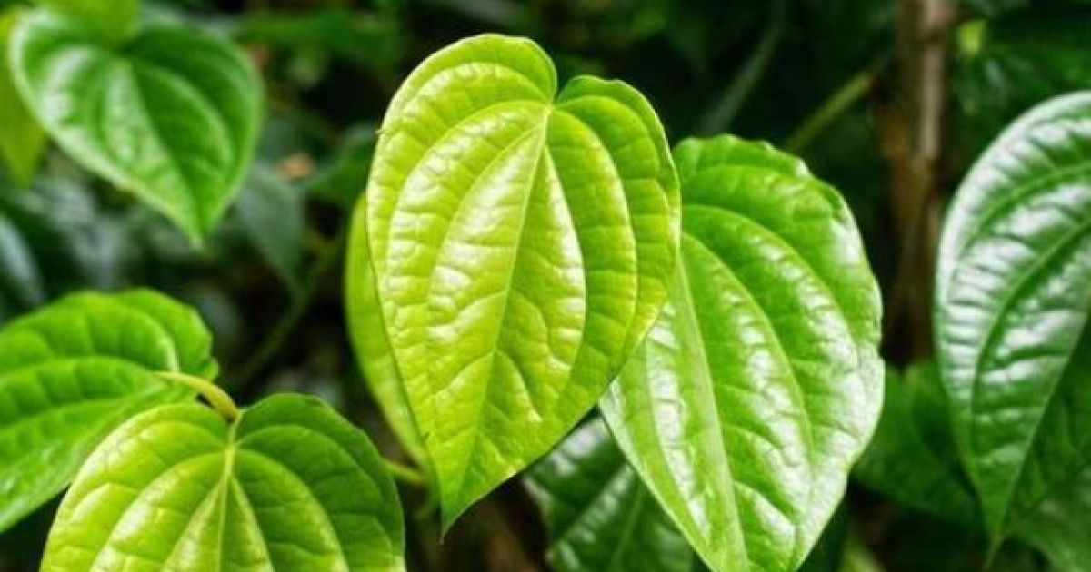 9 Manfaat Sirih Cina bagi Kesehatan, Ampuh Atasi Asam Urat hingga Hipertensi