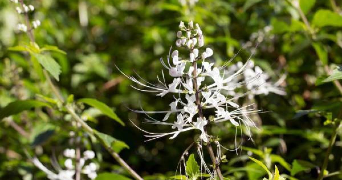 10 Manfaat Kumis Kucing untuk Kesehatan, Atasi Asam Urat hingga Ginjal