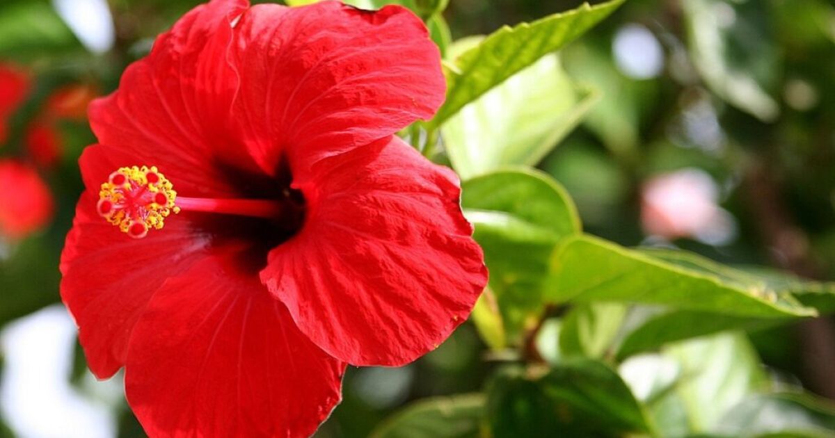 Bunga Hibiscus: Si Cantik Kembang Sepatu dengan Segudang Manfaat Kesehatan dan Kecantikan