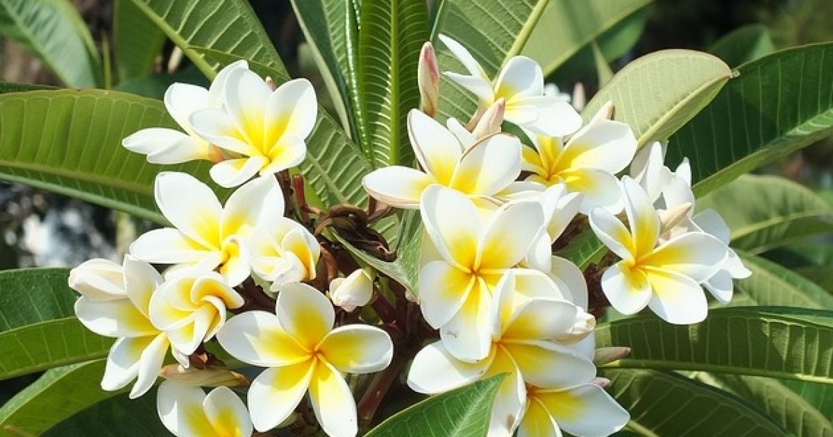 Bunga Kamboja: Tak Hanya Indah, Ini Segudang Manfaatnya untuk Kesehatan dan Kecantikan