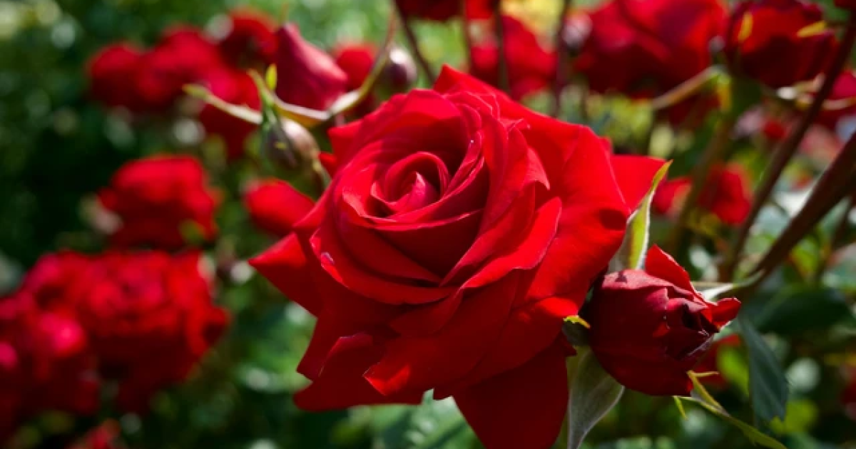 Manfaat Bunga Mawar untuk Kesehatan dan Kecantikan Kulit