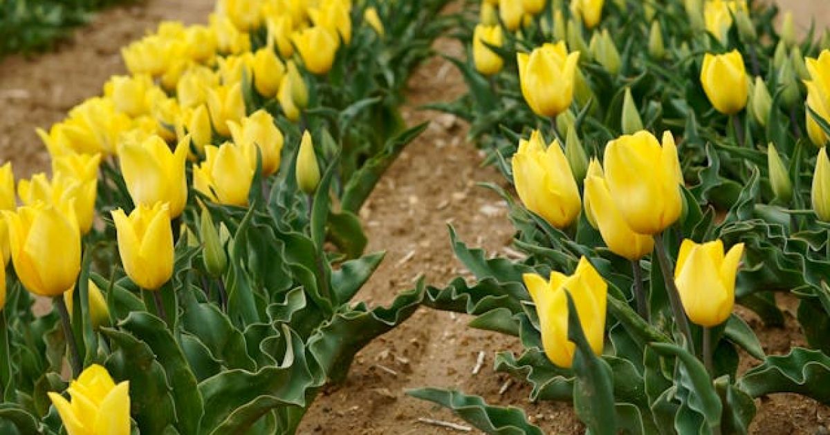 Manfaat Bunga Tulip untuk Kesehatan dan Kecantikan Kulit