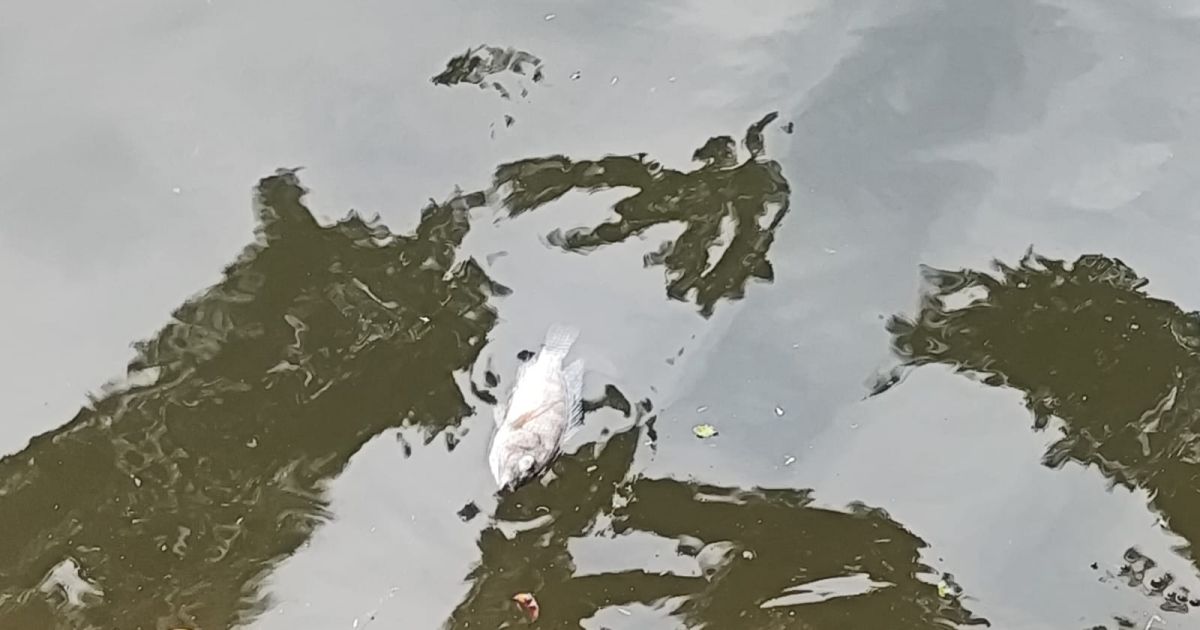 Puluhan Ikan Ditemukan Mati di Situ Plaza, Diskanak Kabupaten Bogor Lakukan Investigasi