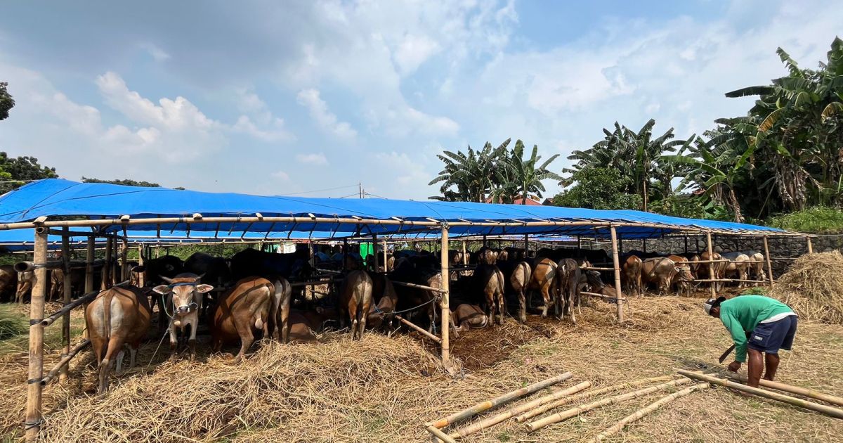 Satpol PP Kabupaten Bogor Larang Pedagang Hewan Kurban Jualan di Trotoar