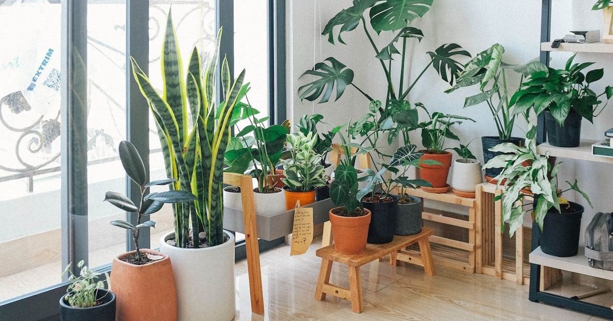 7 Manfaat Tanaman di Dalam Rumah untuk Kesehatan Fisik dan Mental