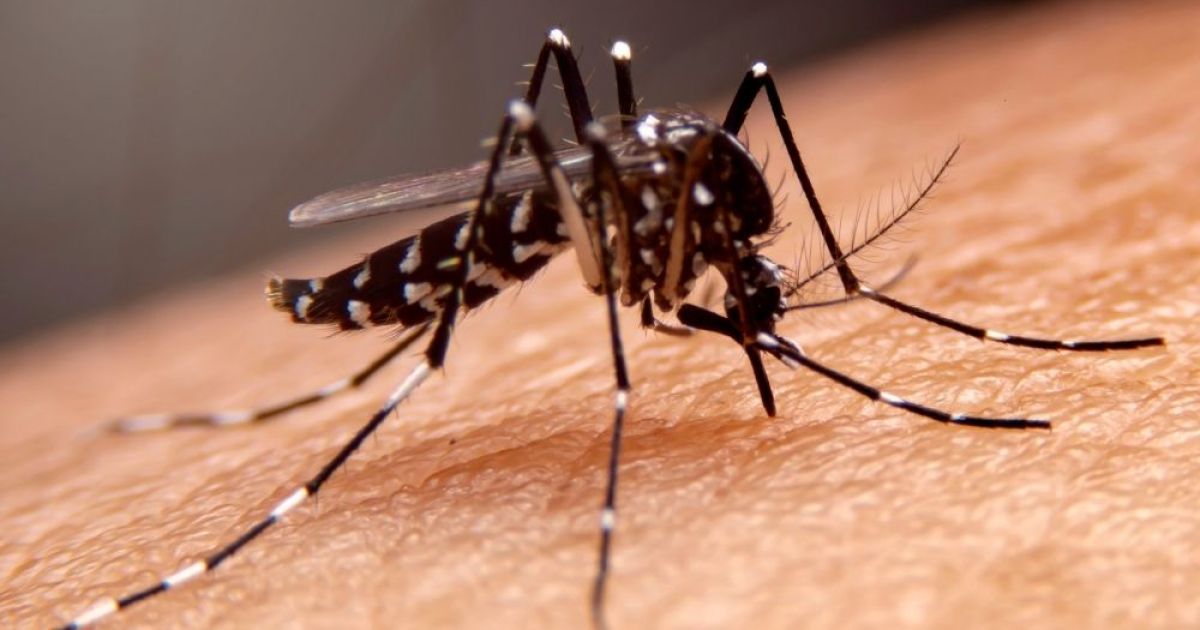 7 Cara Efektif Mengusir Nyamuk di Rumah untuk Cegah Risiko Penyakit Berbahaya