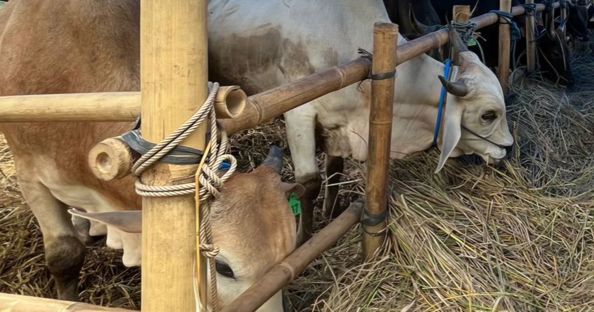 60 Persen Kebutuhan Sapi Kurban Kabupaten Bogor Masih Dipasok dari Luar Daerah
