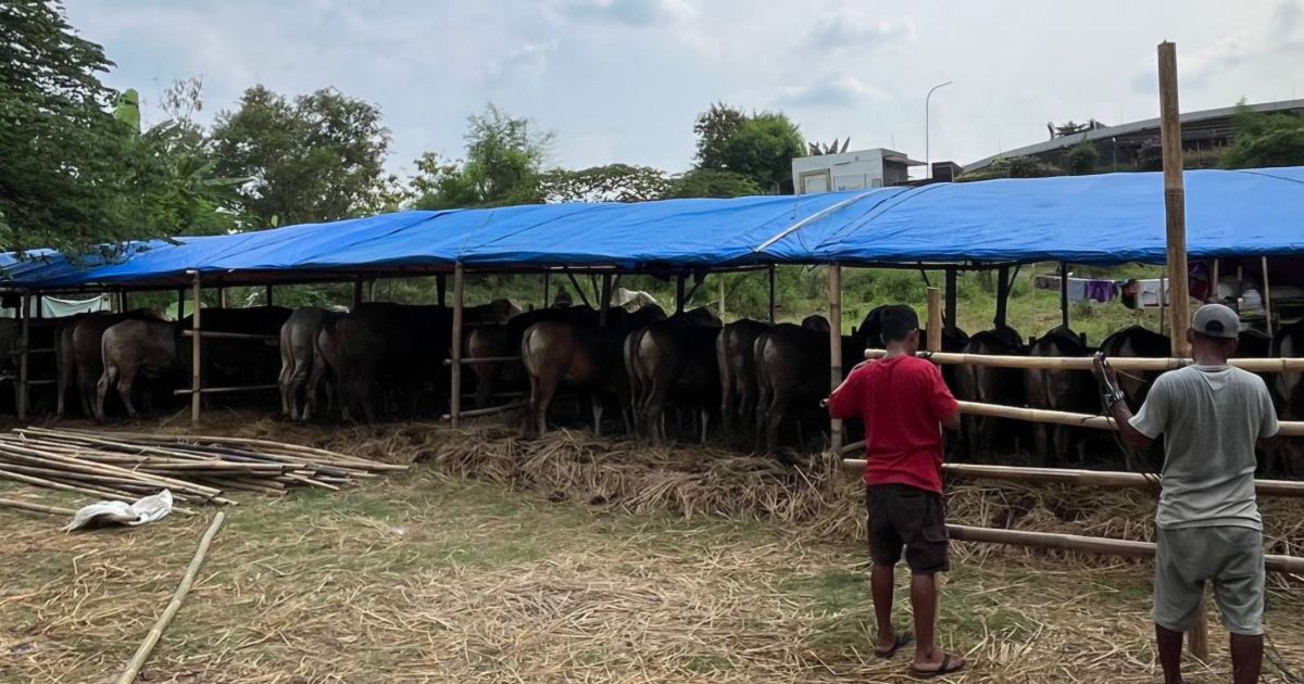 Diskanak Pastikan 5 Ribu Hewan Kurban di Kabupaten Bogor Sehat