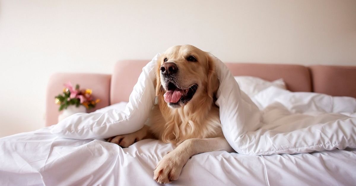 10 Rekomendasi Hotel Pet Friendly di Bogor untuk Liburan Bersama Anabul