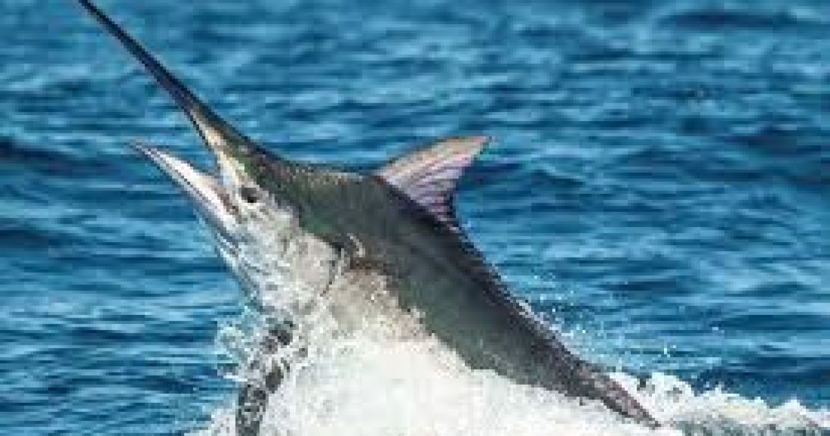 Manfaat Ikan Marlin bagi Kesehatan: Nutrisi Tinggi dengan Risiko Merkuri