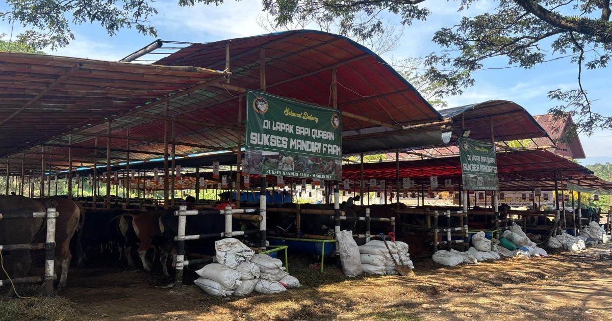Berburu Sapi hingga Bali, Pengusaha Kurban Bogor Raup Miliaran saat Iduladha