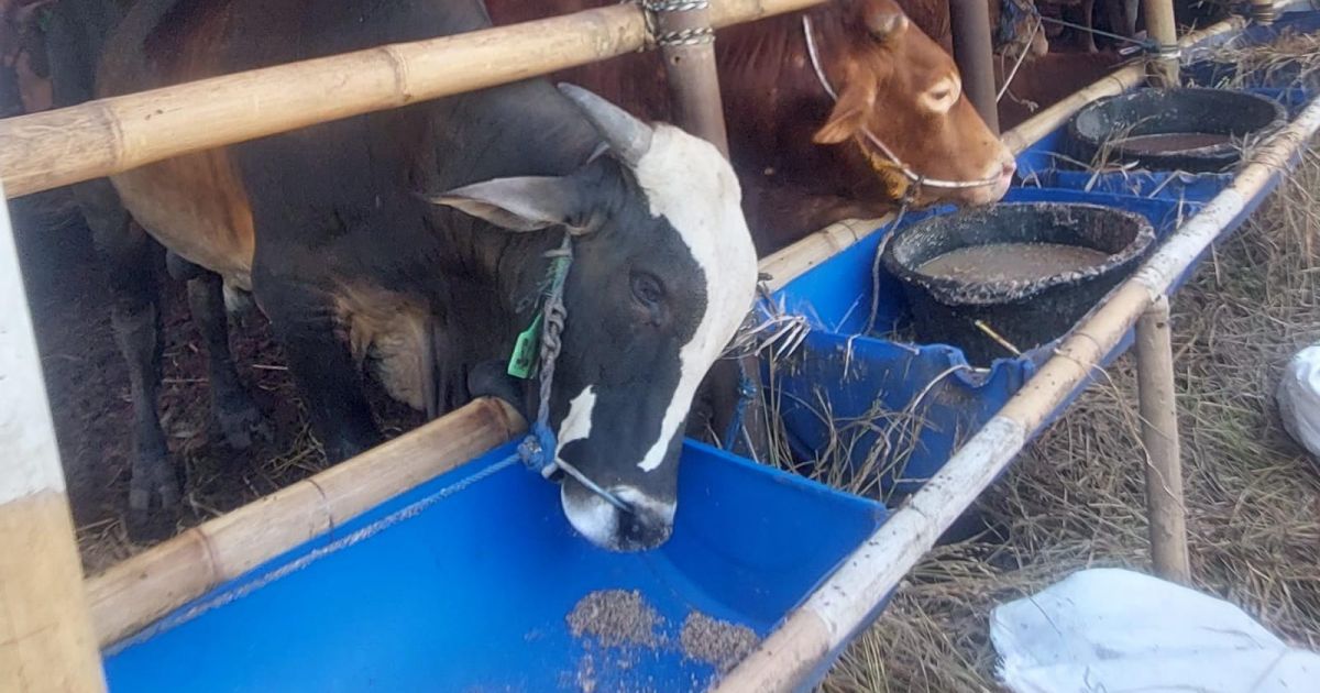 Pemkot Bogor Pastikan Stok Sapi Kurban Aman, Tersedia hingga 19 Ribu Ekor Jelang Idul Adha 2026