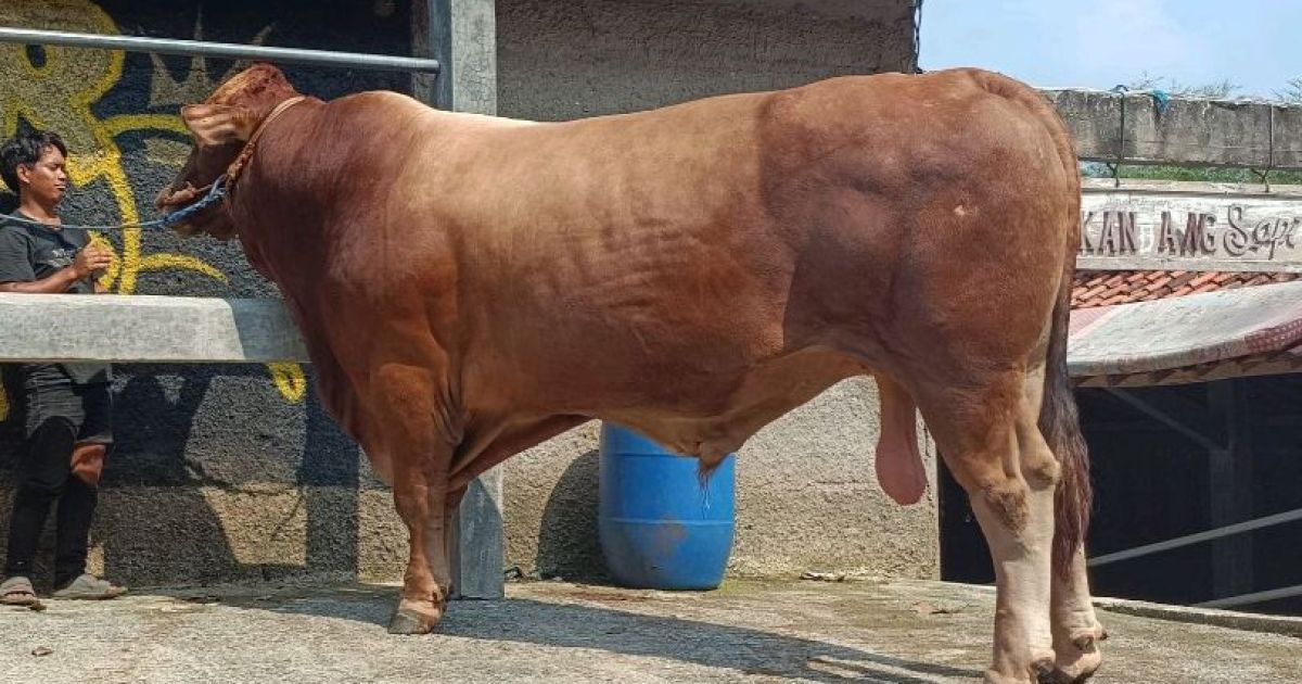 Presiden Prabowo Kirim Sapi Kurban 1 Ton untuk Kabupaten Bogor, Dibeli dari Peternak Lokal Sukamakmur