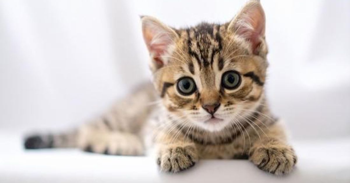 Waspada Bahaya Bulu Kucing bagi Kesehatan, dari Alergi hingga Toksoplasmosis