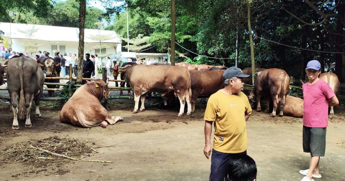 Prabowo Subianto Bagikan 109 Hewan Kurban untuk 34 Ribu Warga di Hambalang