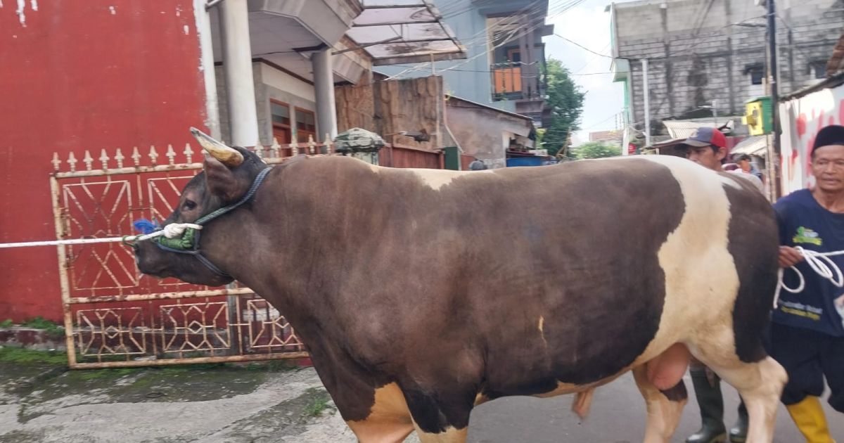 Sapi Kurban 1,5 Ton Milik Presiden Prabowo Tiba di Kayumanis Bogor