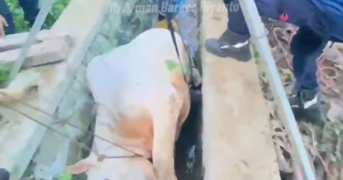 Ngamuk Saat Diberi Makan, Seekor Sapi Terjun ke Parit di Babakan Madang