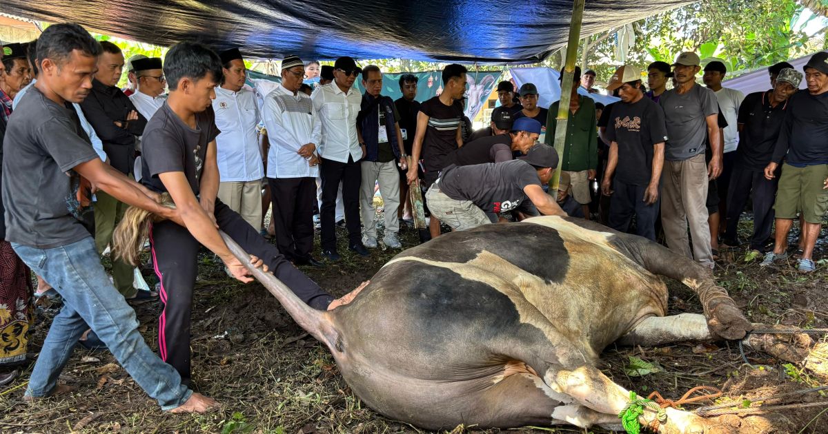 Sapi Kurban 1 Ton dari Presiden Prabowo Disembelih di Kota Bogor