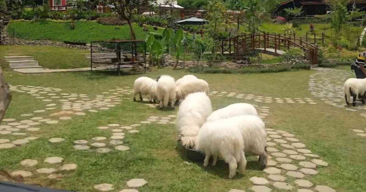 Bukit Domba Sentul: Wisata Edukasi Keluarga Bersama Domba Valais Swiss