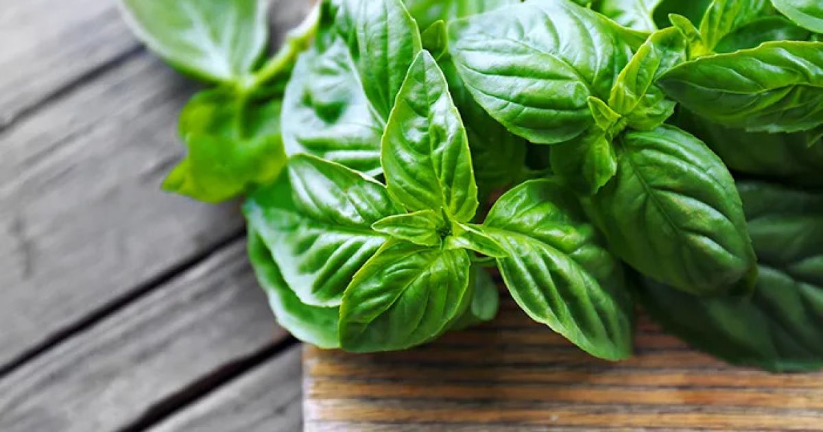 Tak Hanya Pelengkap Masakan, Ini 7 Manfaat Basil untuk Kesehatan