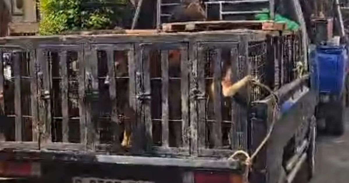 Bocah Tewas Diduga Diserang Anjing Pemburu, Polisi Bogor Periksa 8 Saksi dan Amankan 30 Anjing
