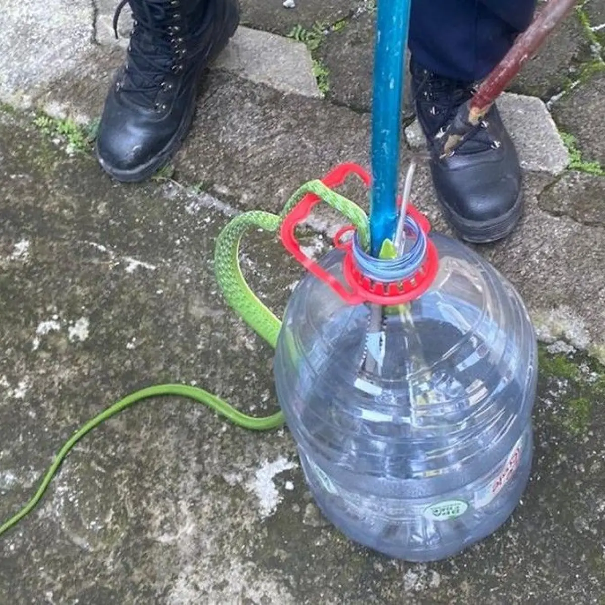 Misteri Reptil Pemanjat Plafon Terungkap: Damkar Semarang Amankan Ular Pucuk di Gudang Warga