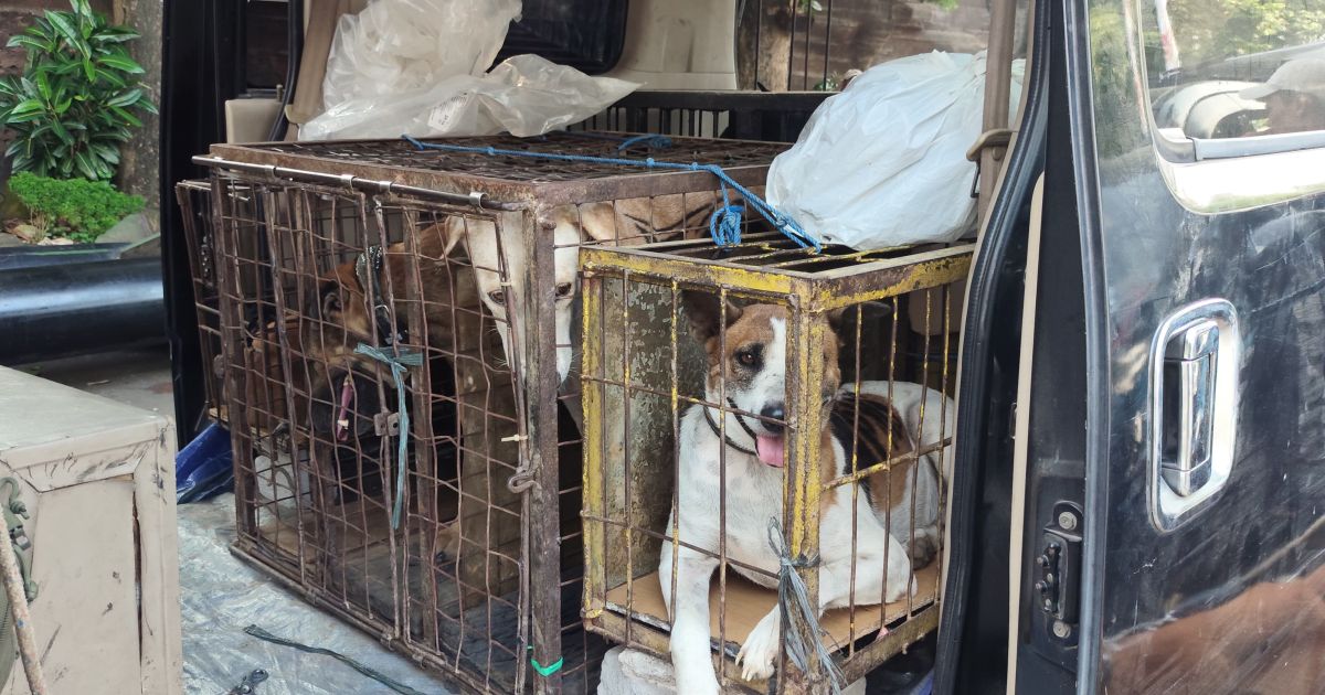 Anjing Pemburu Tewaskan Bocah di Jasinga, Polisi Periksa 8 Saksi, Pemilik Segera Jadi Tersangka