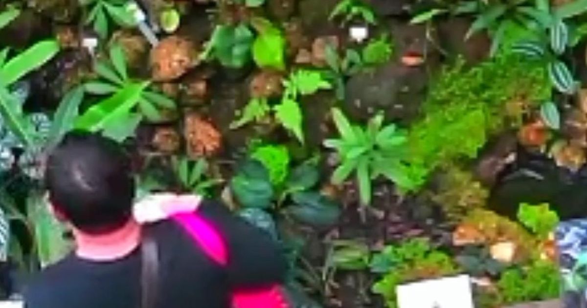 Pria Jakarta Pusat Ditangkap Curi Tiga Tanaman Kantong Semar Langka dari Kebun Raya Bogor