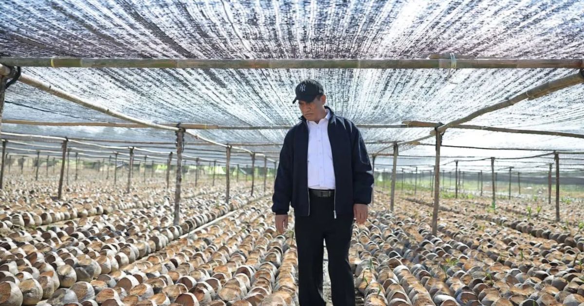 Pemerintah Siapkan 280 Juta Bibit Kakao dan Kelapa untuk Penguatan Perkebunan Nasional