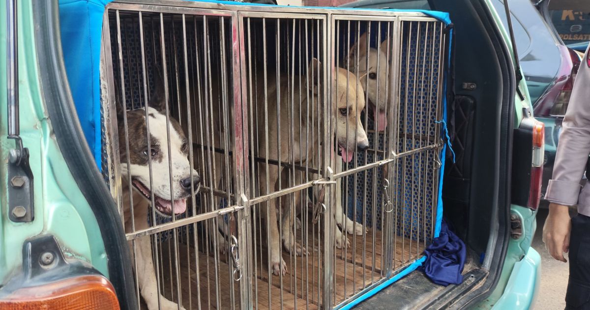 Kasus Bocah Tewas Diserang Anjing, Polisi Periksa Legalitas Komunitas Pemburu