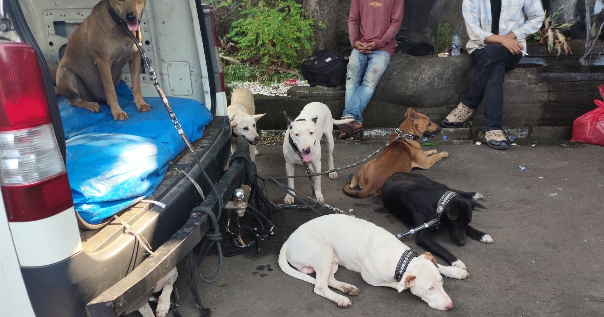 4 Anjing Pemburu Penyerang Bocah di Jasinga Mati Kepanasan