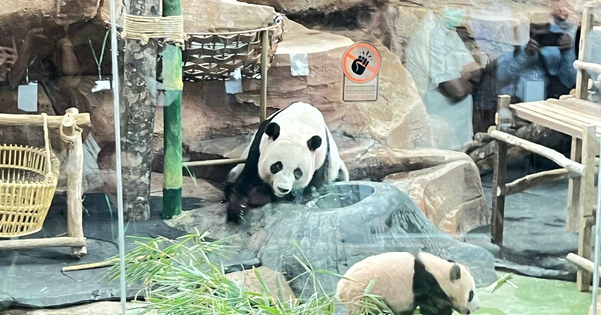 Satrio Wiratama, Bayi Panda Raksasa Pertama Indonesia, Resmi Dikenalkan di Taman Safari Bogor