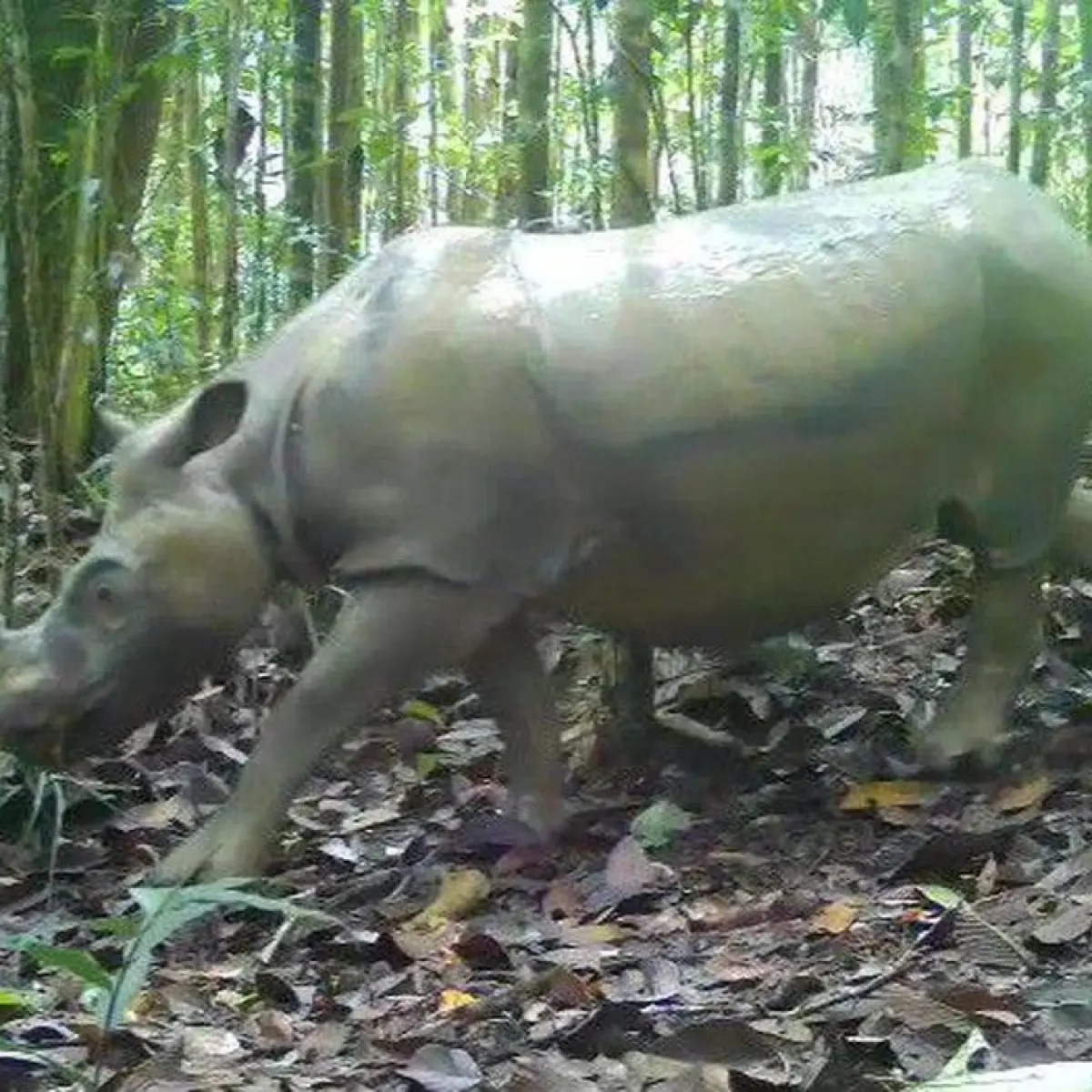 Foto: Badak Pari terekam camera trap yang dipasang BKSDA Kaltim (Dok. BKSDA Kaltim)