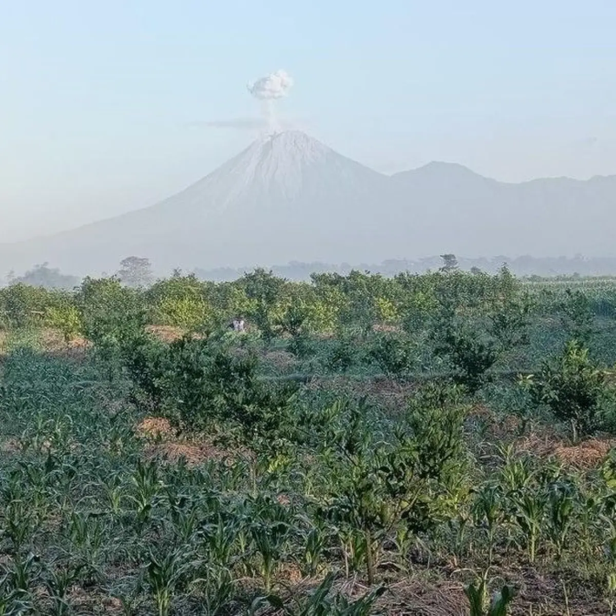 Semeru Mengganas: Empat Letusan Dahsyat Terjadi dalam Dua Setengah Jam, Status Siaga Dipertahankan